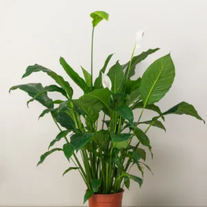 Peace Lily (Spathiphyllum)